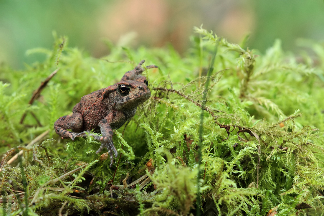 Juvenile Toad